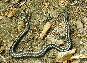 Archivo:Vipera berus