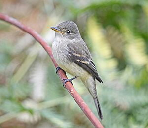 Willow Flycatcher 6302vv.jpg