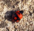 2 spot ladybird (Adalia bipunctata) (7392018428)