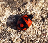 2 spot ladybird (Adalia bipunctata) (7392018428)