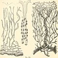 A manual of human physiology, including histology and microscopical anatomy, with special reference to the requirements of practical medicine (1885) (14801431553)