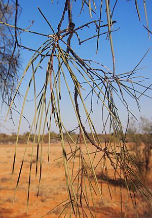 Archivo:Acacia cyperophylla foliage