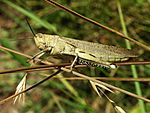 Archivo:Acrididae grasshopper-2