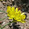 Allium moly2