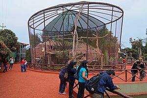 Archivo:Aves Papagayos - Parque de las leyendas