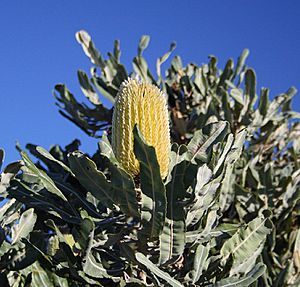 Archivo:Banksia menziesii yellow2 Cataby email