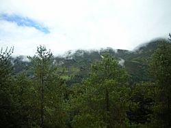 Archivo:Bosque. Ubaté, Colombia. 20100511