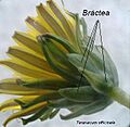 Bráctea Taraxacum officinale