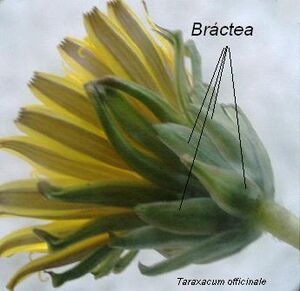 Archivo:Bráctea Taraxacum officinale