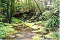 BrindleCreek