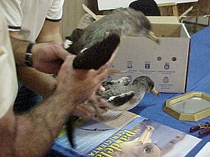 Archivo:Calonectris borealis Anillado de pardelas, Fuerteventura