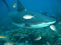 Archivo:Carcharhinus perezi at Roatan2