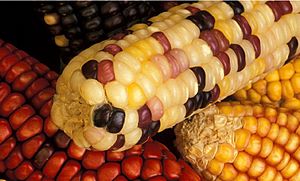 Archivo:Carossidi mais