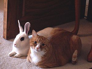 Archivo:Cat and rabbit sitting together