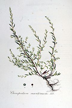 Archivo:Chenopodium maritimum — Flora Batava — Volume v5