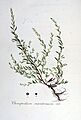 Chenopodium maritimum — Flora Batava — Volume v5