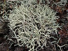 Archivo:Cladonia uncialis BG4 (8)