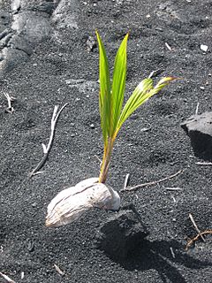 Archivo:Coconut germinating on Black Sand Beach, Island of Hawaii