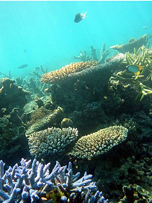 Archivo:Coral reef PloS