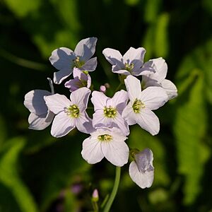 Archivo:Cuckoo flower2
