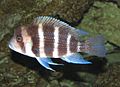 Cyphotilapia frontosa2