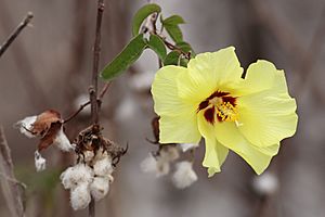 Archivo:Darwin's-cotton-flower