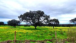 Archivo:Dehesa en Monfragüe