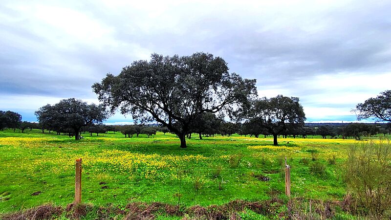 Dehesa en Monfragüe