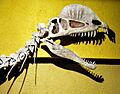 Dilophosaurus skull