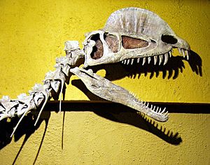 Archivo:Dilophosaurus skull