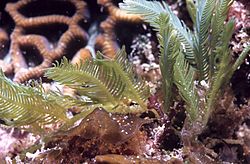 Archivo:Feather algae, Caulerpa sertularioides at 11 meters depth on ridge