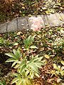 Filipendula.rubra.2091