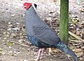 Fireback pheasant-farm