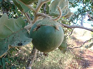 Archivo:Flickr - João de Deus Medeiros - Solanum lycocarpum (1)
