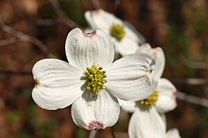 Archivo:Flowering Dogwood Cornus florida Yellow Flowers 3008px