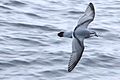 Fulmar prion