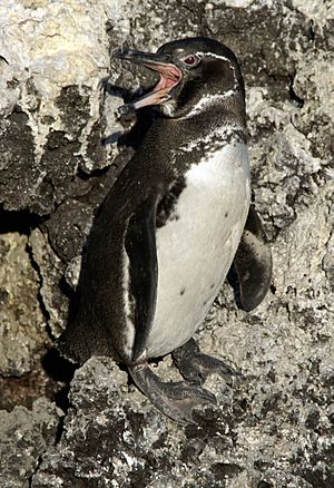 Archivo:Galapagos penguin (Spheniscus mendiculus) -Isabela2