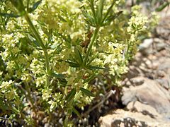 Archivo:Galium multiflorum (5453487877)