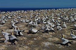 Archivo:Gannet colony cape kidnappers