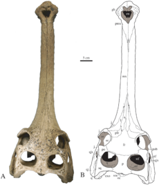 Archivo:Gavialis bengawanicus skull