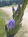 Gentiana sceptrum