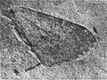 Hydriomena? protrita