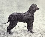 Irish Water Spaniel from 1915.JPG