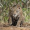 Jaguar (Panthera onca palustris) female Piquiri River 2.JPG