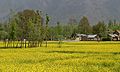 Kashmir Spring