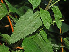 Archivo:Lamiaceae - Teucrium scorodonia