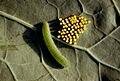 Large White, caterpillar and eggs