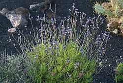 Lavandula canariensis - Flickr - S. Rae.jpg