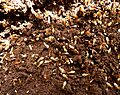 Odontotermes badius, a, Schanskop