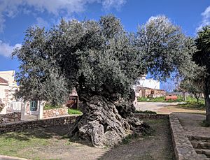 Archivo:Olive tree of Vouves